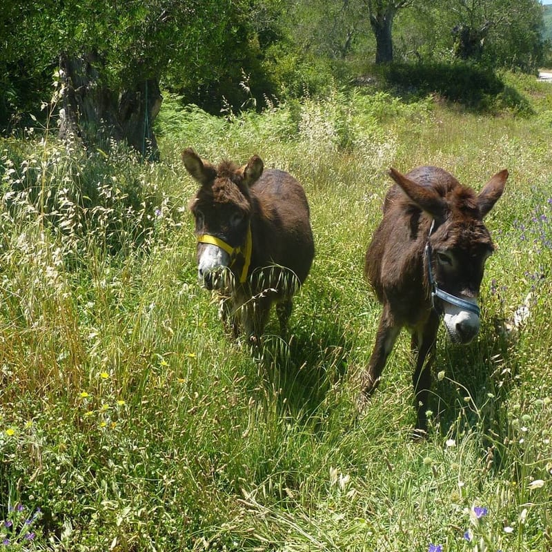 Corfu Donkey Rescue
